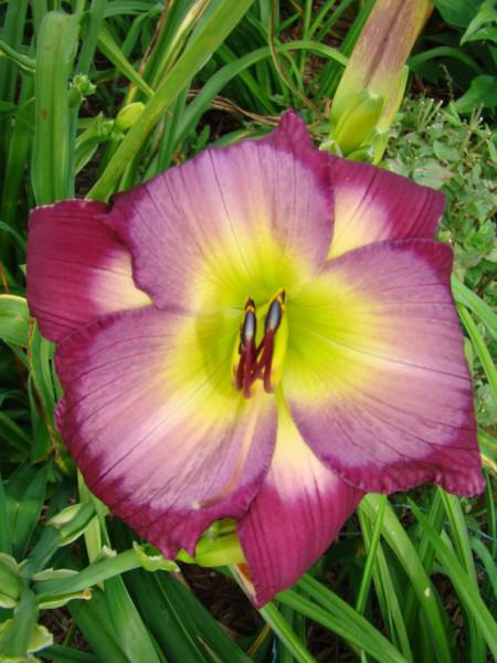 Claudine's Charm (450 x 600)