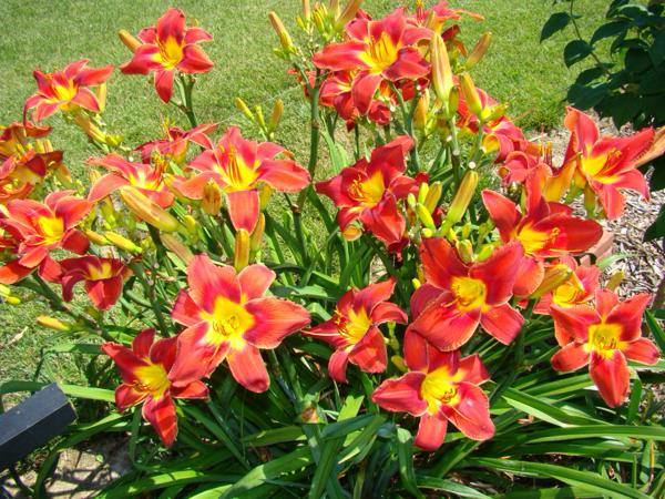 Goldner Red Seedling 4 (1000 x 750)