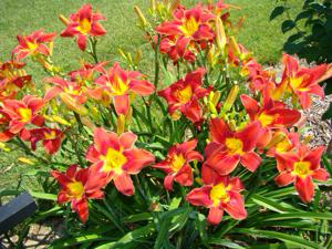 GOLDNER'S RED