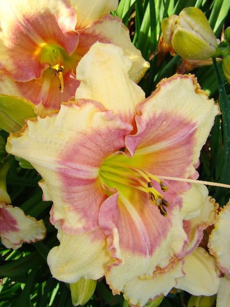 Hearts Abound 2 (450 x 600)