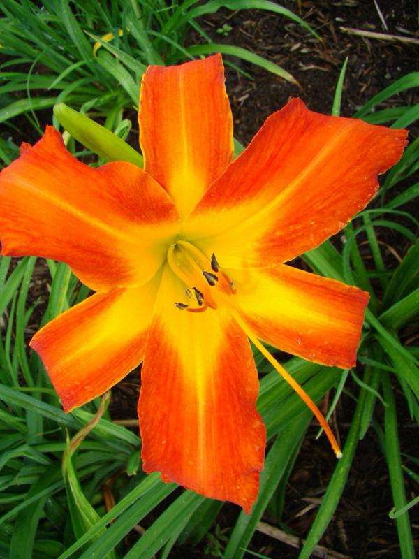 Heavenly Orange Blaze (750 x 1000)