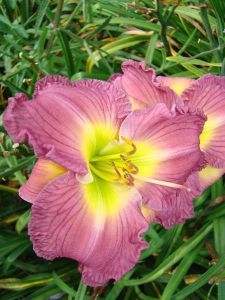 Lavender Stardust (450 x 600)