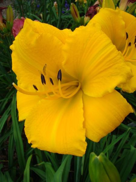 Mary's Gold (450 x 600)