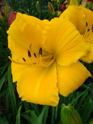 MARY'S GOLD