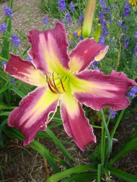 North wind Billideau (450 x 600)