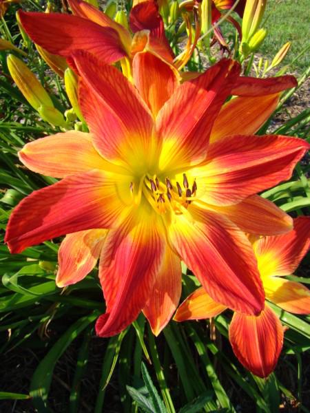 Open Hearth 12 petals (450 x 600)