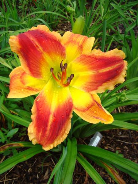 Passion's Promise (450 x 600)