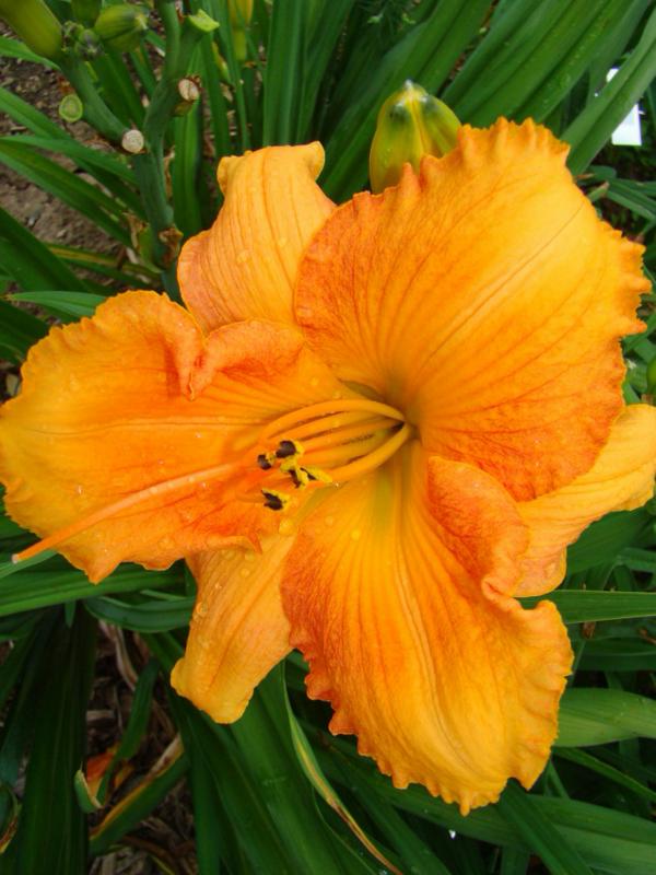 Perfidia (750 x 1000)