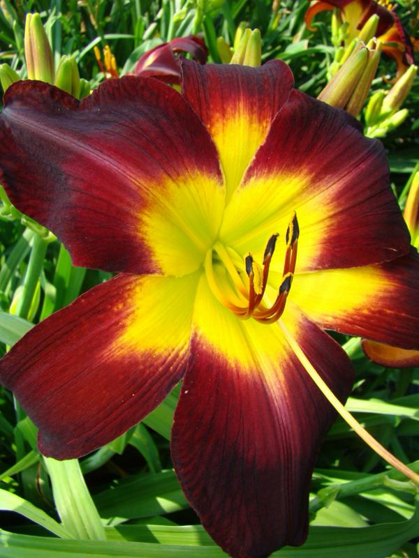 Persian Ruby (750 x 1000)