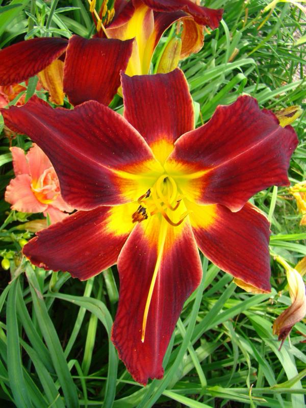 Samar Star Fire (750 x 1000)