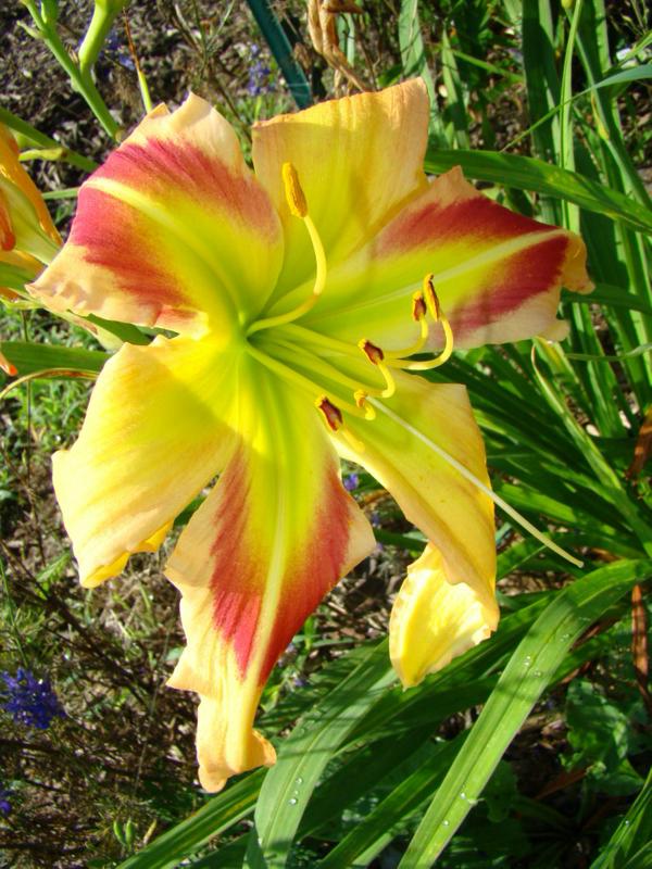 Square Dancer's Curtsey (750 x 1000)