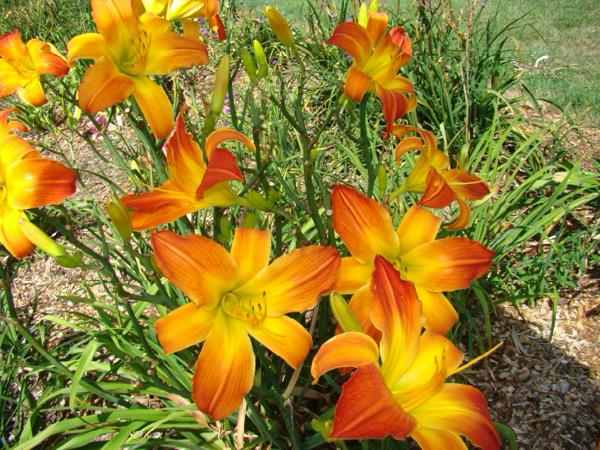 sunny intervals clump (800 x 600)