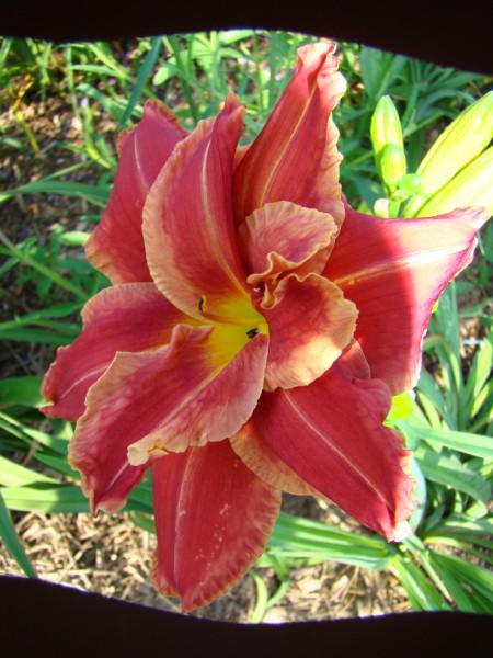 Tequilla rose (450 x 600)