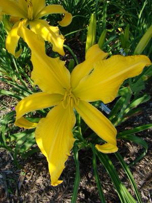 WEBSTER'S GOLDEN WONDER