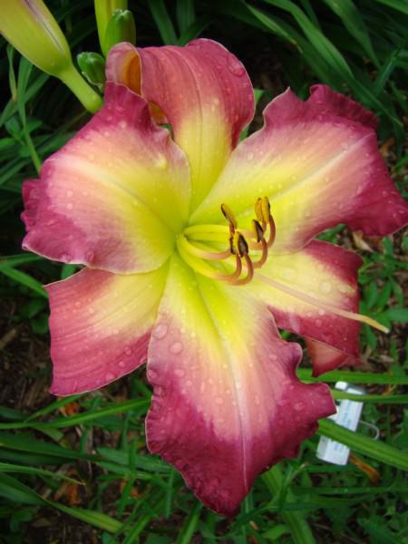 White Eyes Pink Dragon 2 (450 x 600)
