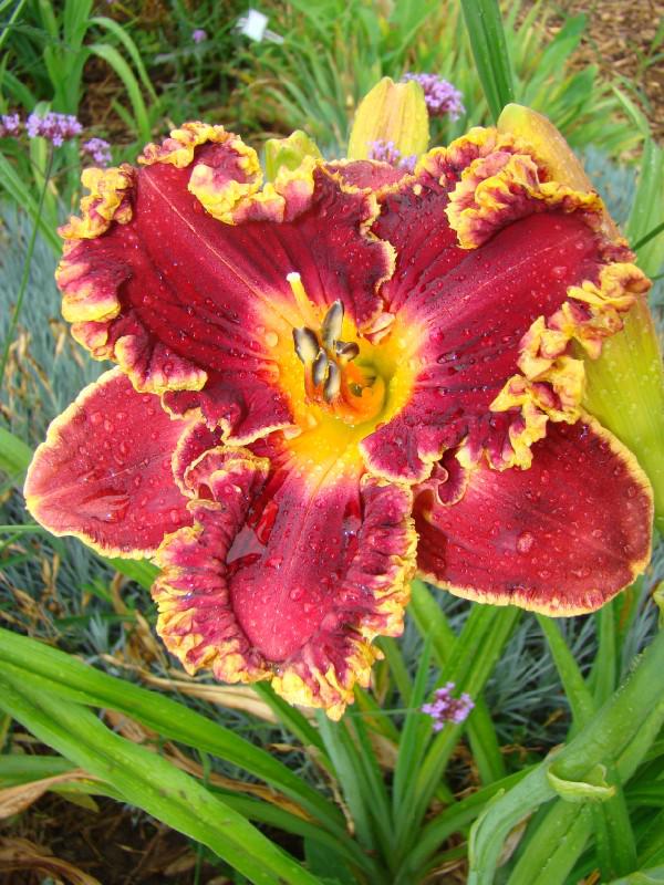 Wild Irish (600 x 800)