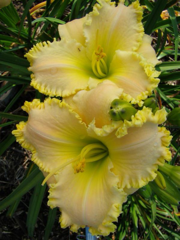 Harmony Ruffles (750 x 1000)