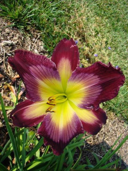 Tall Dark And Handsome 4 (450 x 600)