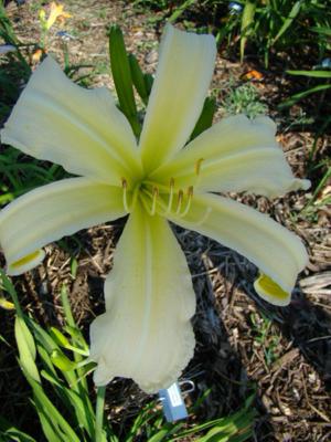 WHITE CHOCOLATE