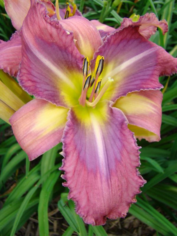 Winifred Esther 2 (750 x 1000)