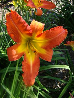 GOLDNER SEEDLING G-7