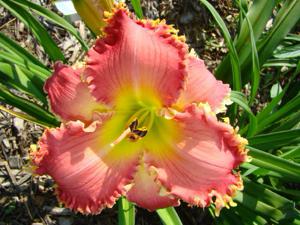 WREATHED IN TEETH