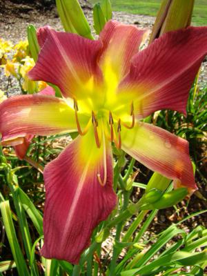 GOLDNER SEEDLING G-25