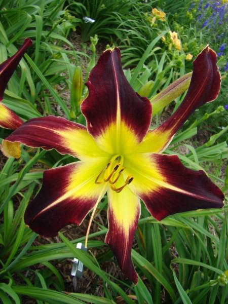 Scarlet Pumpernel (450 x 600)