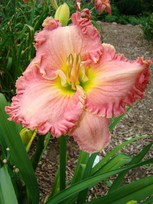 Pink Aloha 2 (750 x 1000)