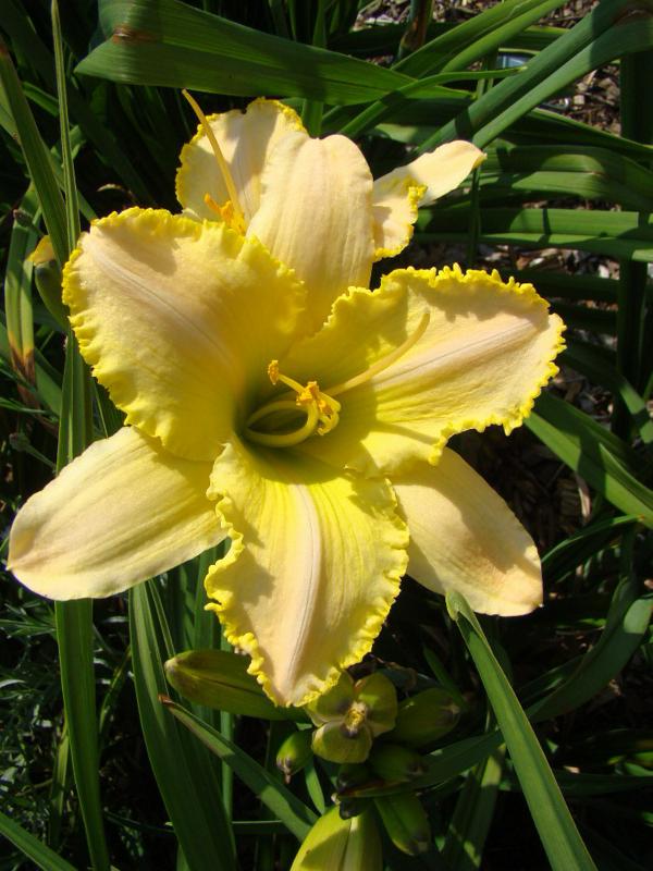 my sunshone (750 x 1000)