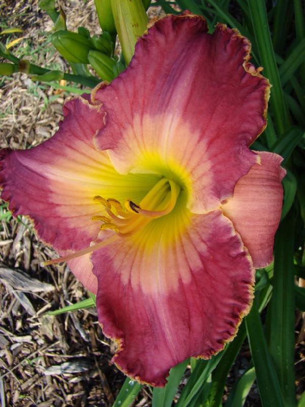 Mabou 6 (600 x 800)