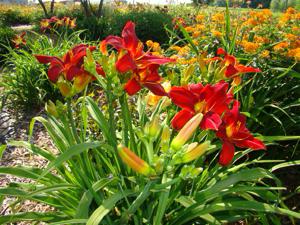 GOLDNER RED VELVET SEEDLING