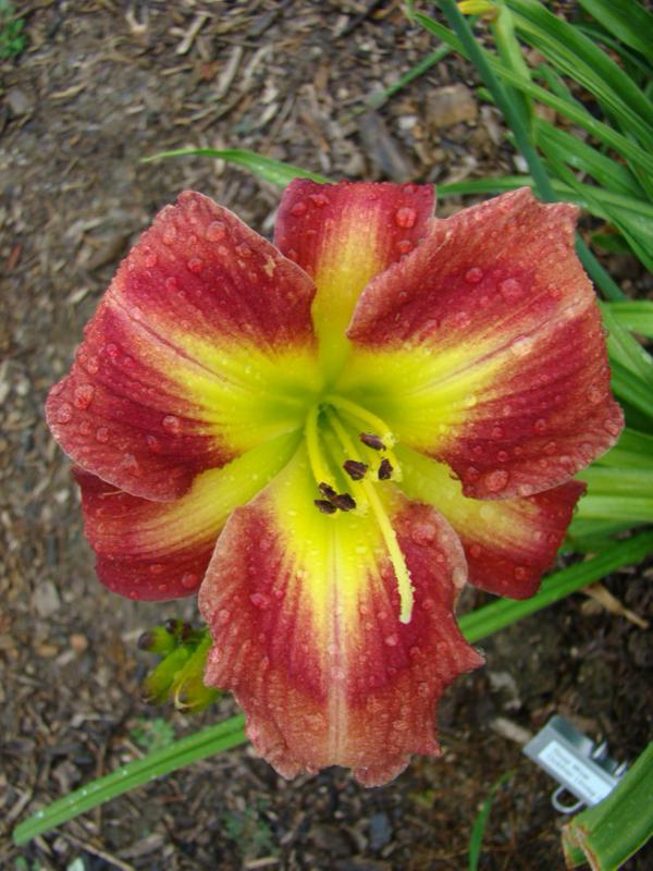 rose wow 2 (750 x 1000)