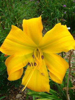 PINWHEELS ON PARADE