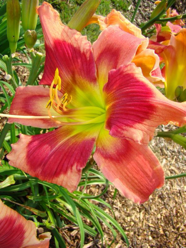 Early Beauty (750 x 1000)