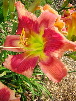 EARLY BEAUTY
