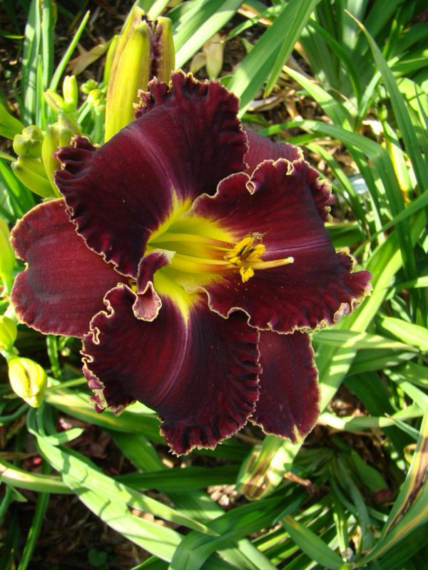 victorian star bright 3 (749 x 999)