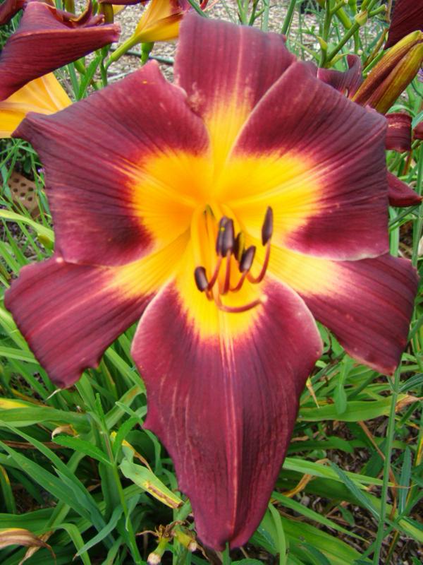 Goldner Purple Seedling (750 x 1000)