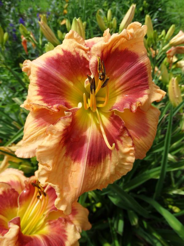 Flamboyant Eyes 001