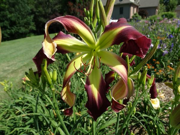 Flirting With Orchids