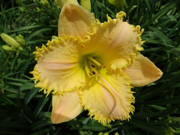 Lemon Fringed Pastel