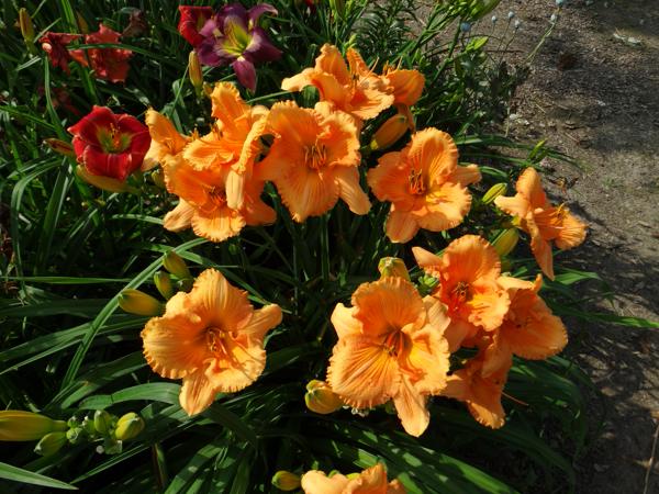 Perfidia clump