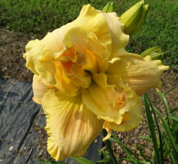 Debutante Double (2)