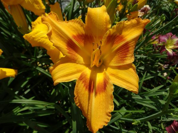 Olallie Star