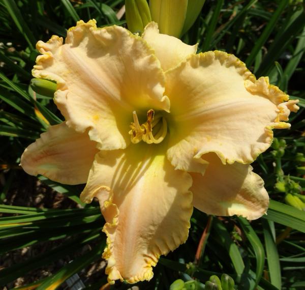 Ruffled Ooh La La (2)
