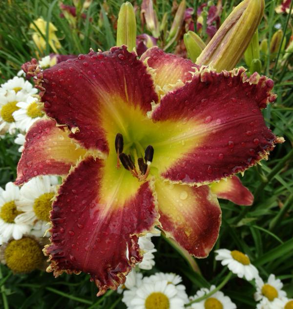Venus Fly Trap (2)