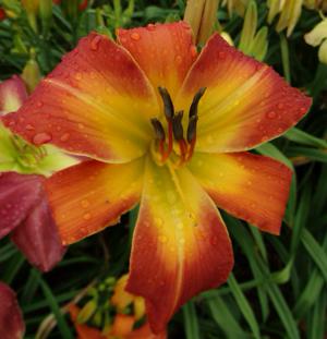 GOLDNER SEEDLING G-29