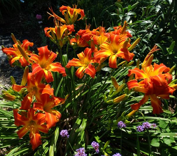 Heavenly Orange Blaze clump