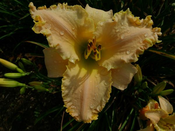 Ruffled Ooh La La
