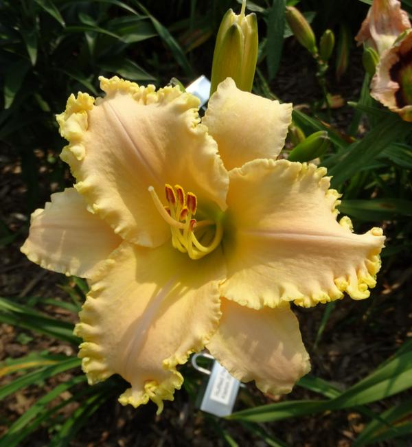 Ruffled Peach Angel (2)